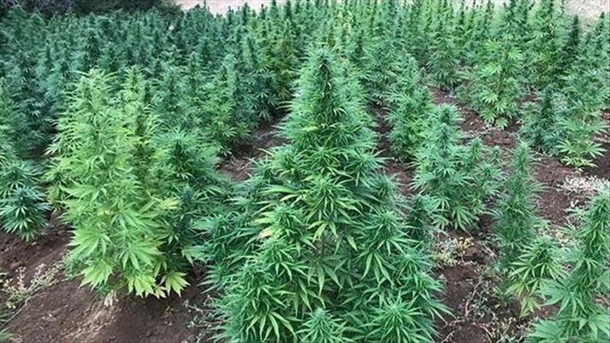 Taiwan makes 'largest marijuana growing bust'