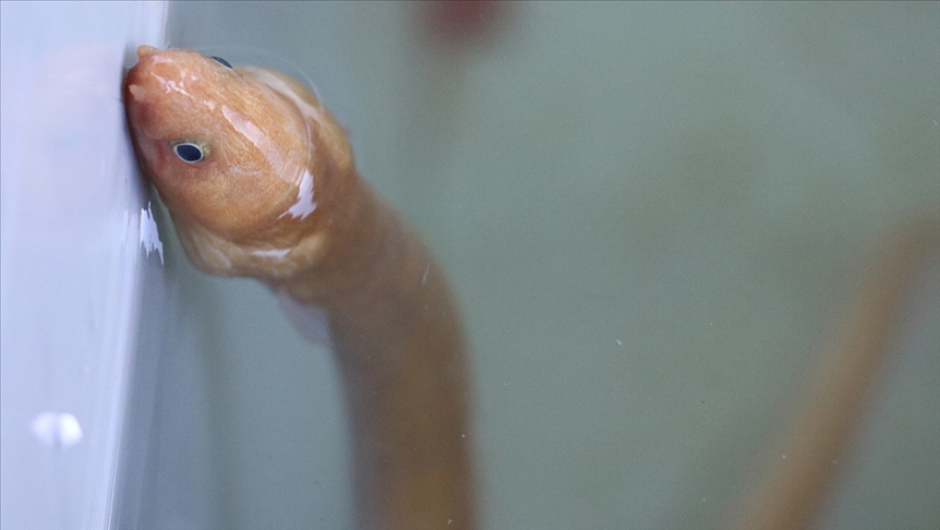 Portekiz'de yakalanıp literatüre giren 'yılan kurdu balığı' Çanakkale Boğazı'nda görüntülendi