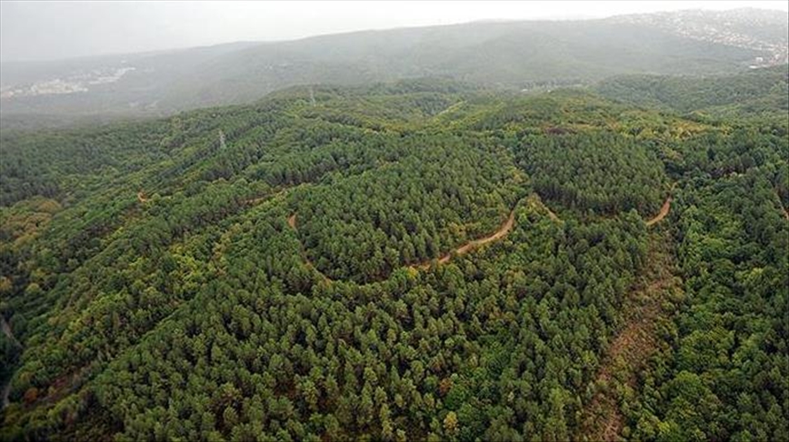UN recognizes Turkey's success in forestation efforts