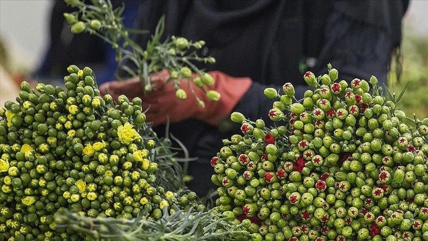 Экспорт цветочной продукции из Турции с начала года вырос на 19%