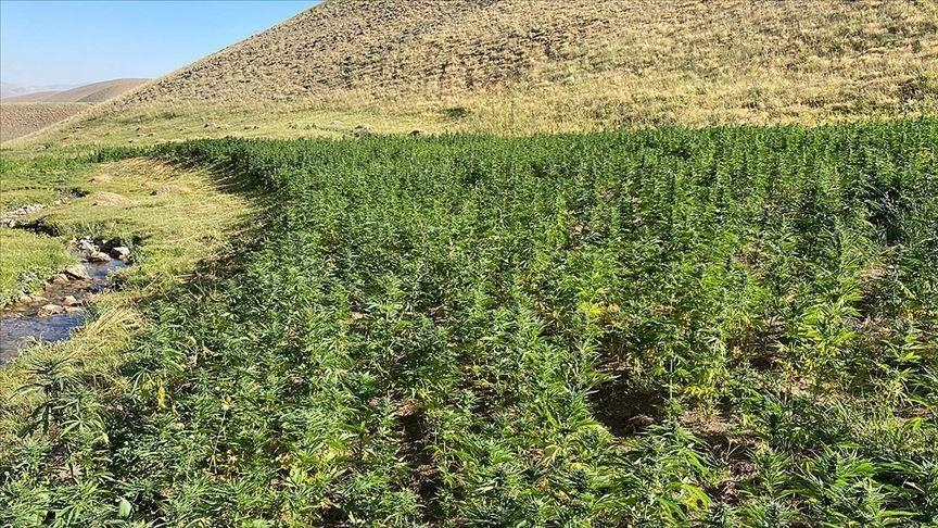 Maroc : vers la légalisation du cannabis