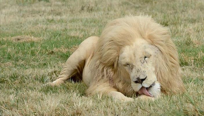 Libye: un lion sauvage erre dans les rues de Benghazi