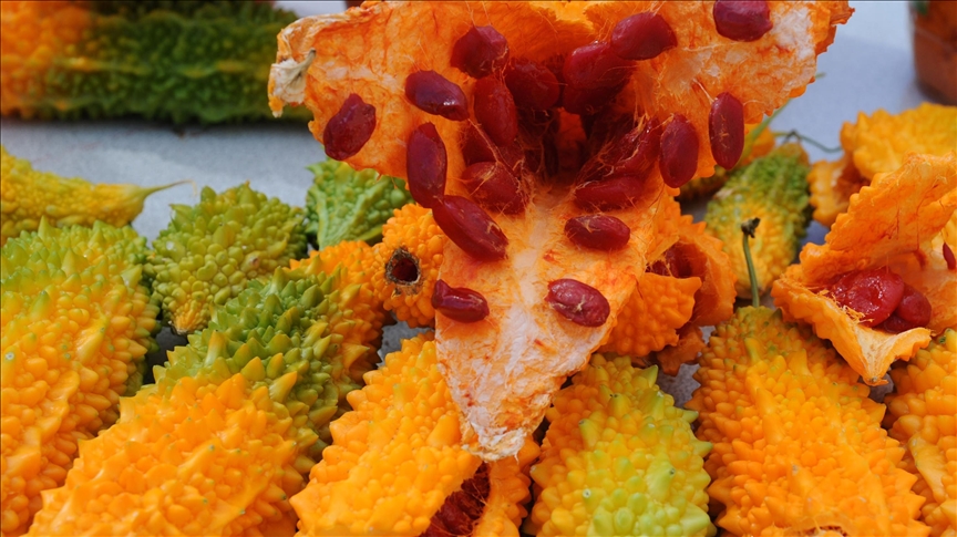 Kudret narının kırık tedavisinde olumlu etkileri tespit edildi