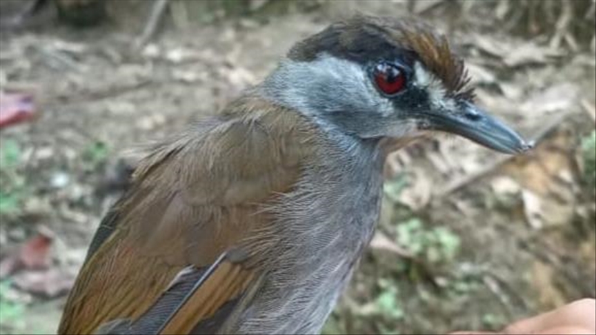Burung Pelanduk Kalimantan kembali terlihat pertama kalinya setelah 172 tahun