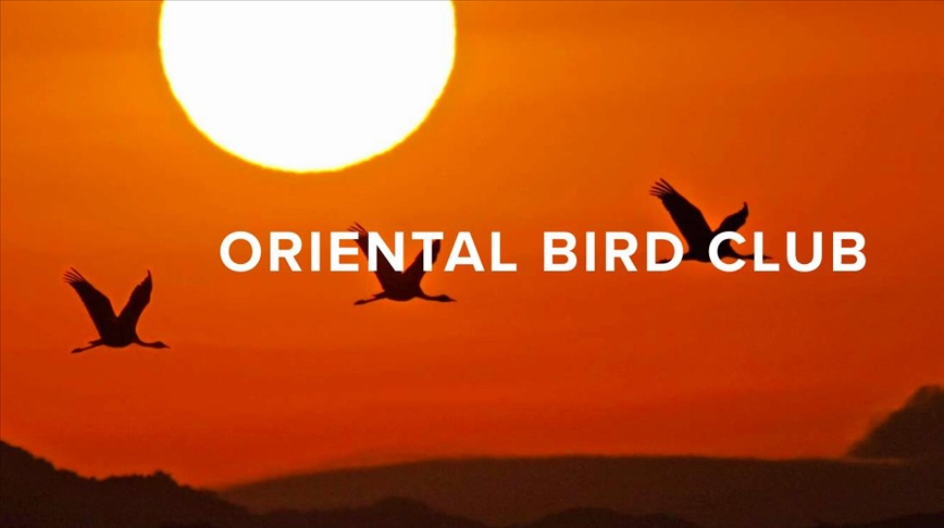 Burung yang punah itu ditemukan kembali 172 tahun kemudian di Indonesia Burung yang punah itu ditemukan kembali 172 tahun kemudian di Indonesia