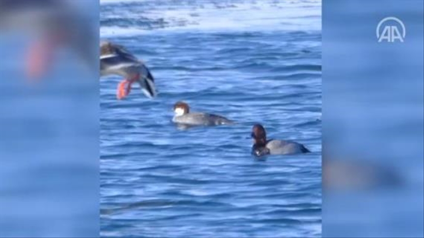 Turkey: New bird species spotted in Lake Cildir