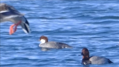 Turqi, haset një specie e re e shpezës në Liqenin Çıldır