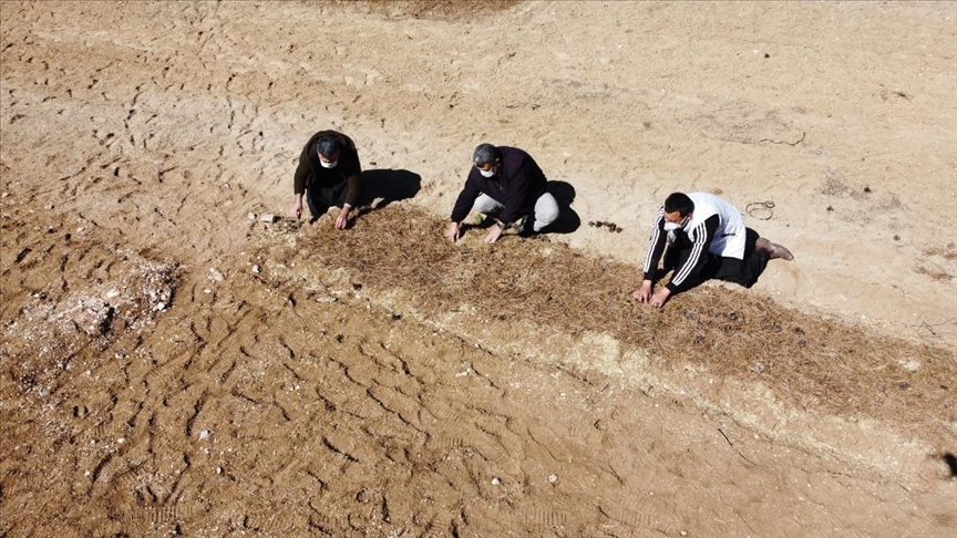 Mersin'de Toros Dağları'nın eteklerinde salep üretimine başlandı