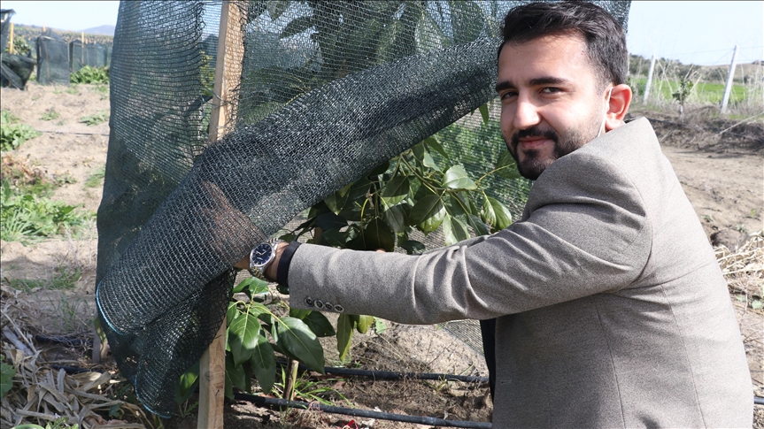Turquie : L'intérêt des agriculteurs turcs pour la production de fruits tropicaux augmente 