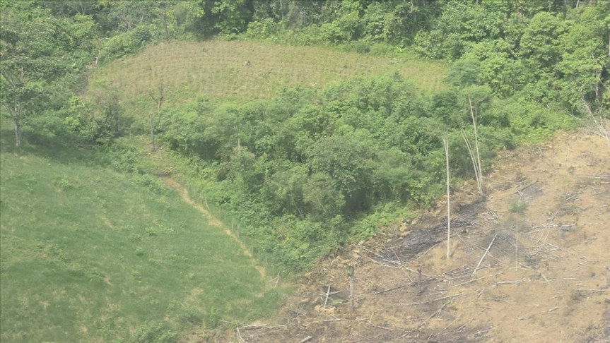 Colombia saluda certificación de EEUU por su lucha contra las drogas en 2020