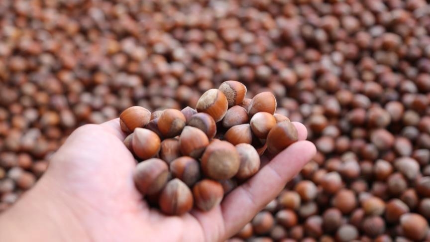 Turkey's hazelnut exports top 159,000 tons in Sept-Feb