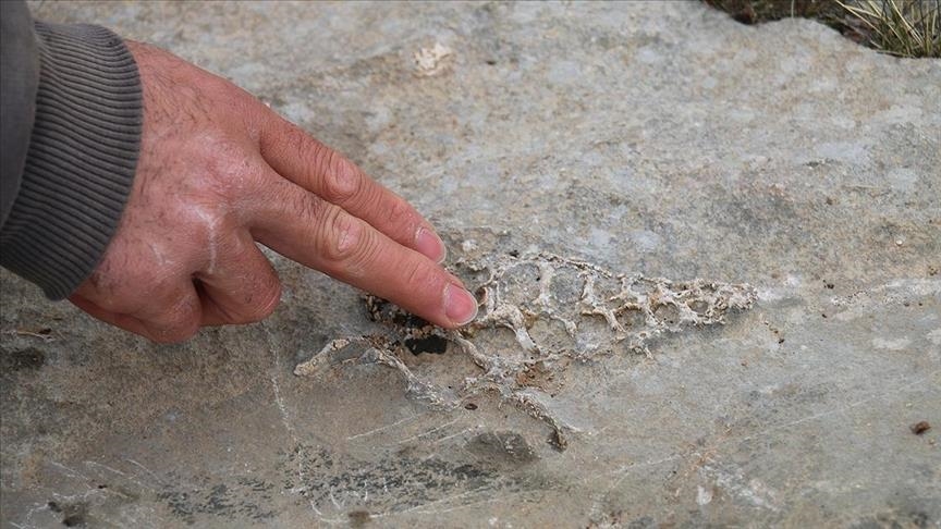Li Adiyamanê fosîla heywanê ji nifşa "Gastropod"ê ye hat dîtin
