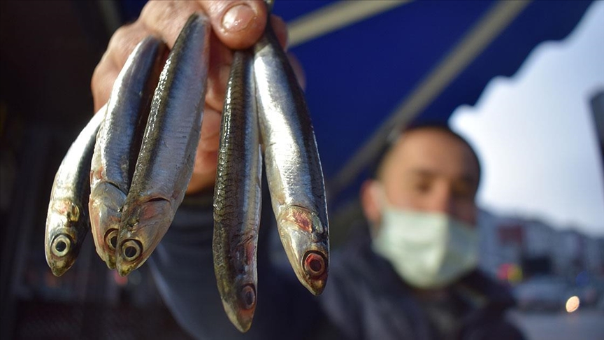 Batı Karadeniz'de yavaşlayan hamsi avcılığı tezgahlardaki fiyatı artırdı
