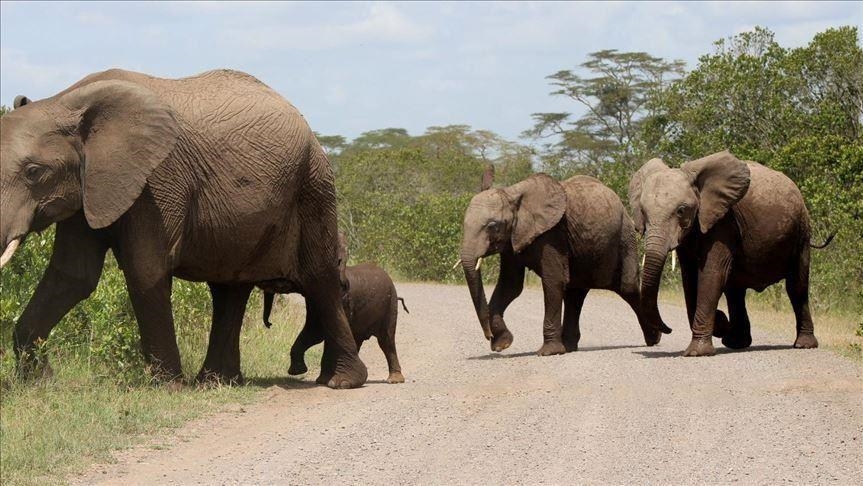 RDC : 21 gardes du parc des Virunga tués en 2020 ( Administration)