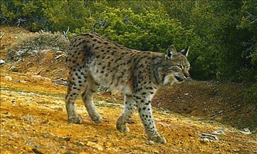 Satu juta spesies flora dan fauna dunia terancam punah