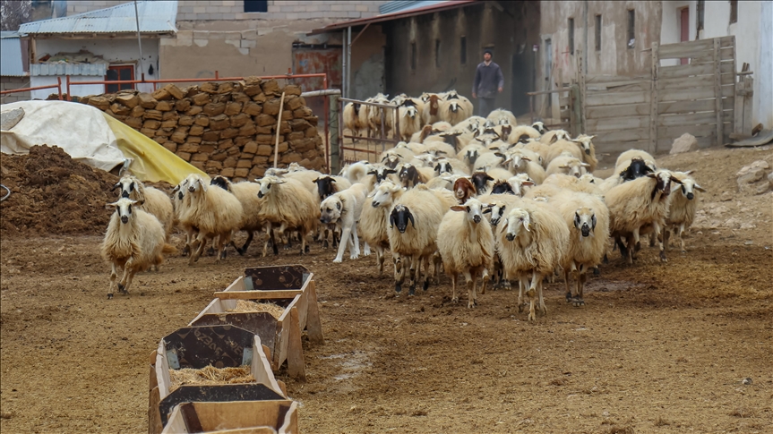Li Wanê bi piştgiriyan va hebûna pez û dewaran zêde dibe