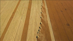 Turkey: Growth in agriculture posts 3-year high