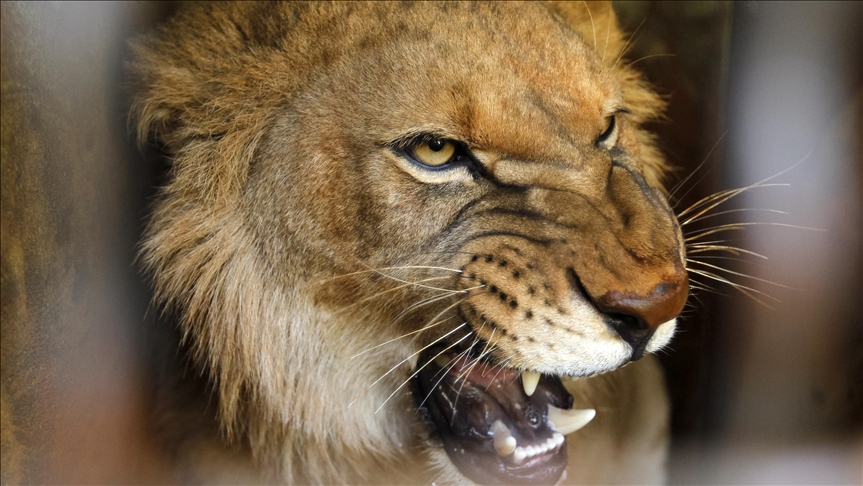 Lions kill game tracker at South African wildlife reserve
