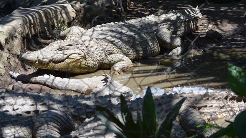 Afrique du Sud : plus de 150 crocodiles en liberté créent la panique