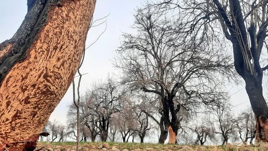 Porcupines Wreak Havoc On Kashmir Orchards