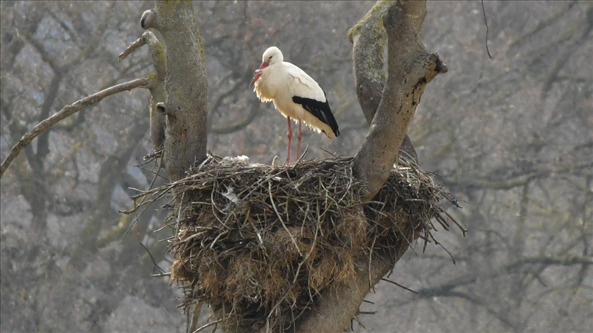 Havaların ısınmasıyla leylekler Kızılırmak Deltası'na dönmeye başladı