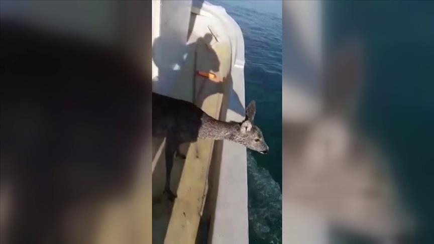 Turkish fishermen rescue roe deer from sea