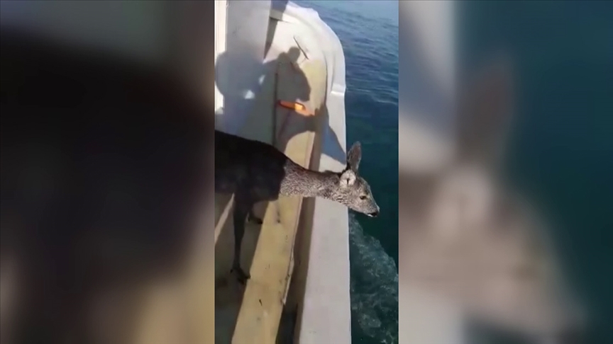 Kastamonu'da denize düşen karacayı balıkçılar kurtardı