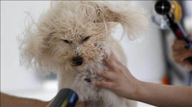 أنطاليا التركية.. مشاهد مثيرة بمركز العناية بالحيوانات الأليفة