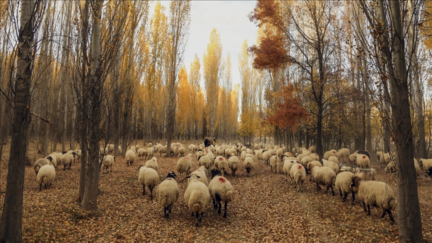 Turkey: Mutant gene of multi-births seen in local sheep