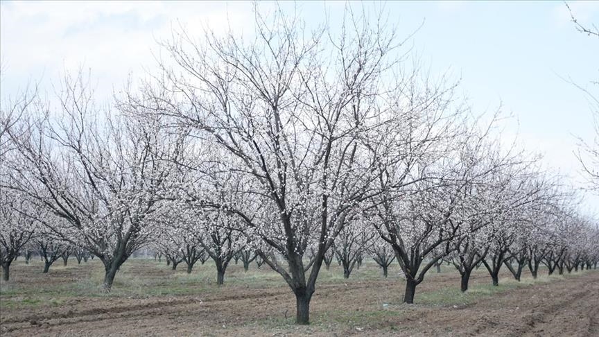 3-day festival to spotlight apricots in eastern Turkey