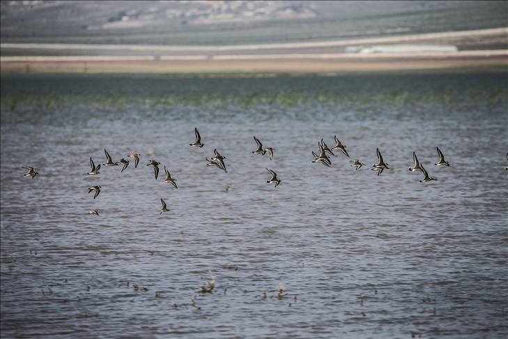 Hatay, provinsi paling selatan Turki, habitat bagi 375 spesies burung 