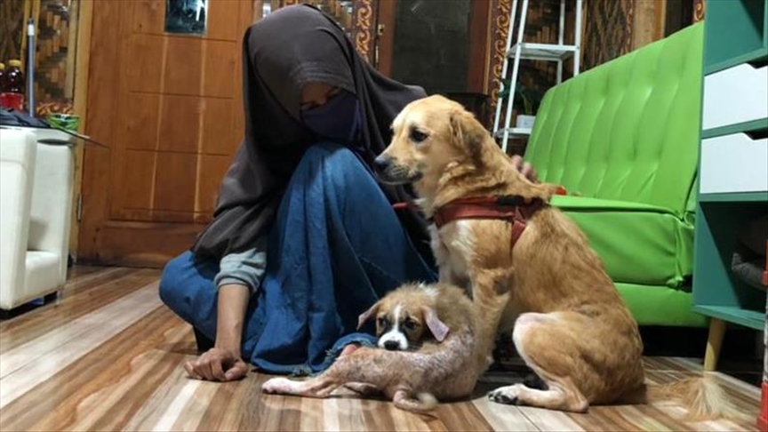 Kisah Hesti, perempuan yang merawat 70 anjing liar