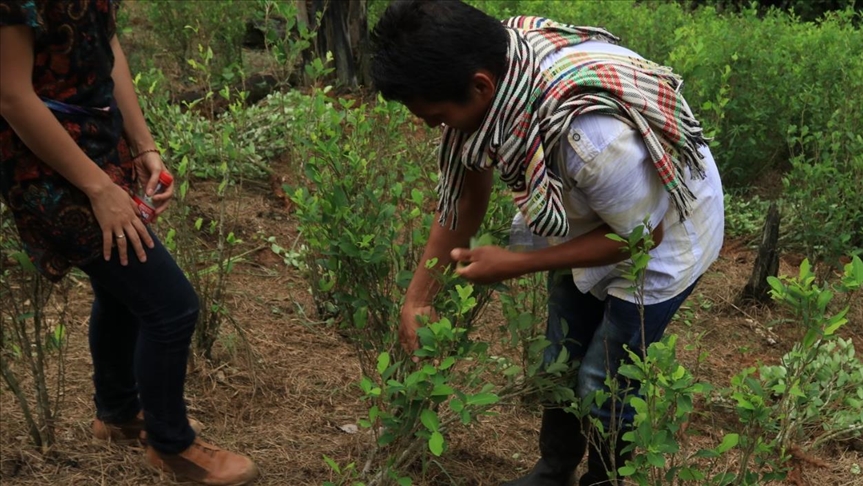 Colombia, el país donde la sustitución de cultivos ilícitos se paga con la muerte