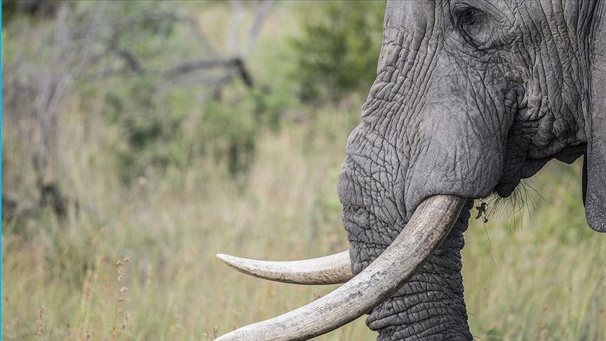'African elephants face extinction if not protected'