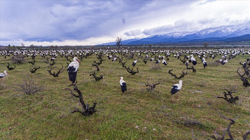 Göçmen leylekler Amanos Dağları'nın eteklerinde görsel şölen sundu