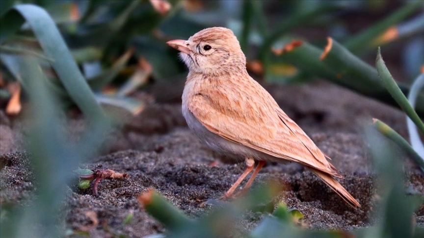 Arabistan toygarı türü kuş, Türkiye'de ilk kez Hatay'da gözlemlendi