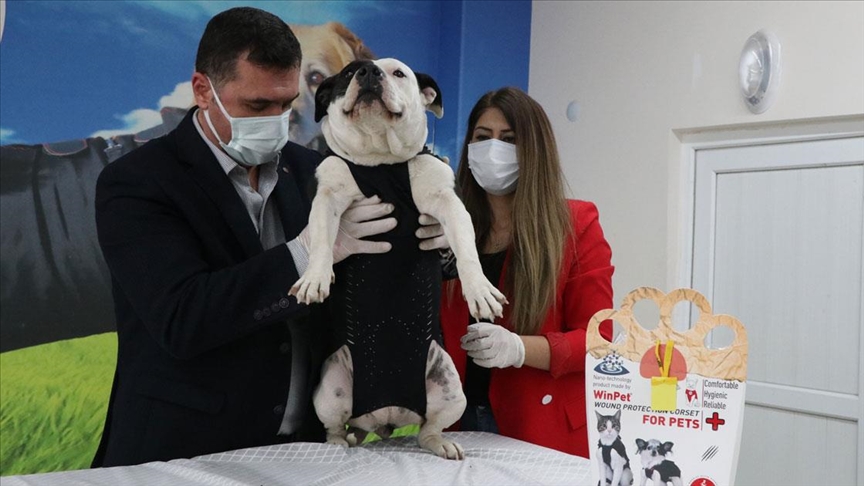 Niğdeli veteriner hekim kedi ve köpekleri 'Elizabeth yakası'ndan kurtaracak korseyle yurt dışına açıldı