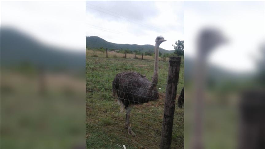 Police raid arrest ostrich owners in Swaziland