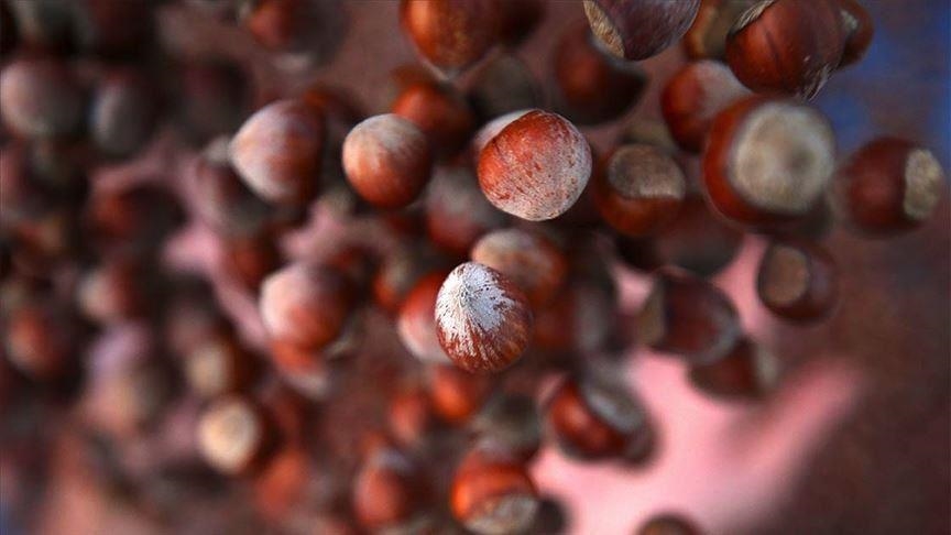 Turkey: Hazelnut exports over 185,000 tons in 7 months