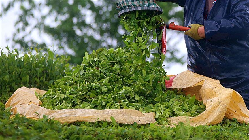 Турция в первом квартале поставила чай в 95 стран мира на сумму $5 млн