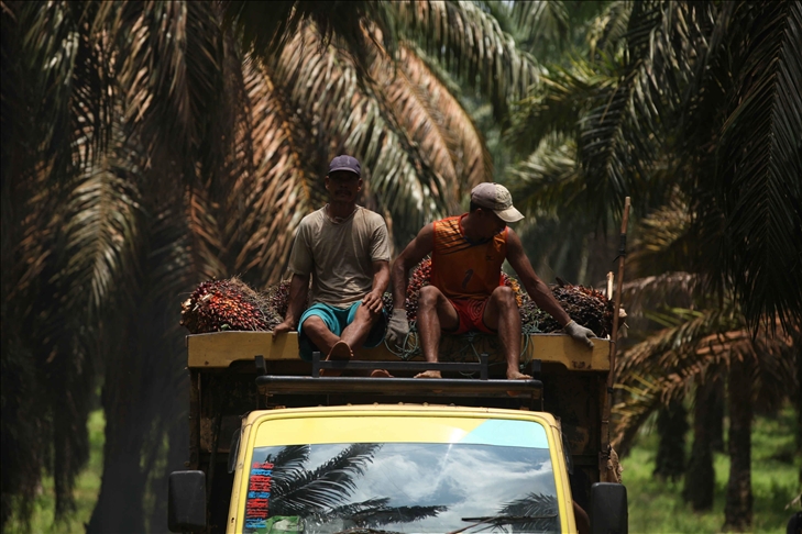 Indonesia: Larangan impor sawit oleh Sri Lanka berpotensi melanggar aturan WTO