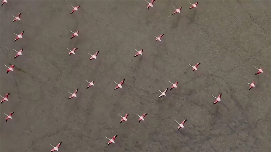 Yarışlı Gölü'ndeki flamingolar drone ile görüntülendi