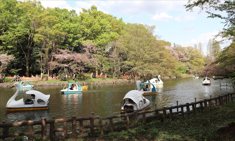Јапонскиот парк Инокашира со доаѓањето на пролетта привлекува големо внимание кај посетителите