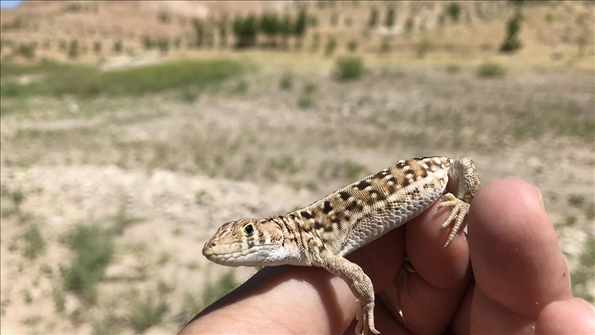 Científicos registran una nueva especie de lagarto en el sureste de Turquía