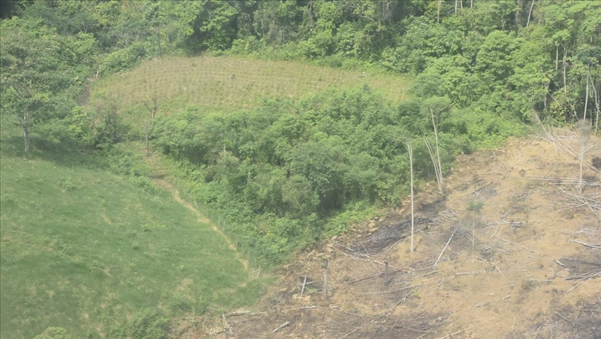 ONG asegura que Gobierno de Colombia revive una política antidrogas 'condenada al fracaso'