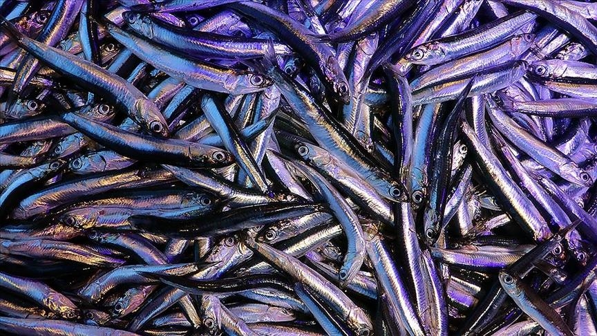 Turquie: Les exportations d'anchois ont rapporté 2,9 millions de dollars au premier trimestre de 2021