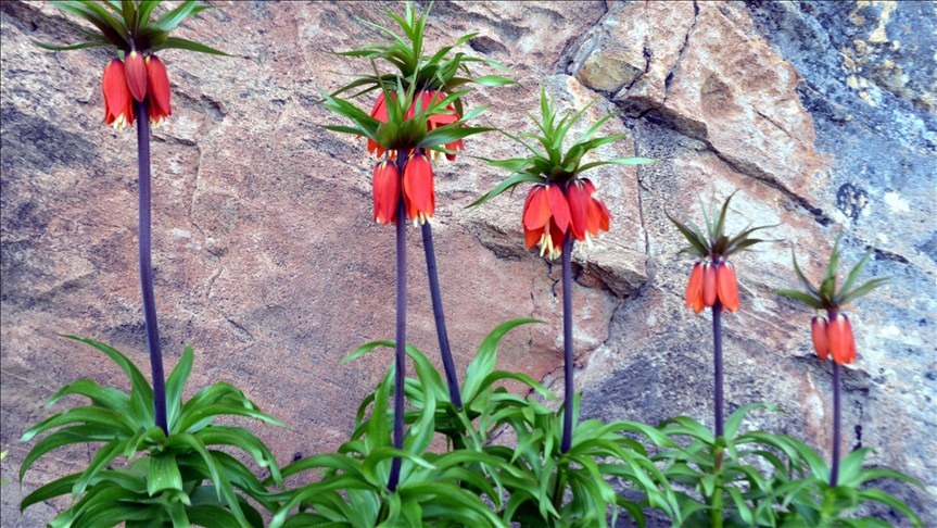 Turquie : La tulipe renversée enjolive les montagnes de l'Anatolie