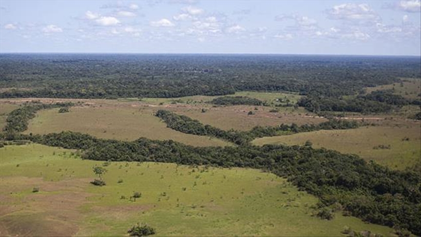 Avanza por primera vez en el Congreso de Colombia debate para la regulación de la hoja de coca y sus derivados