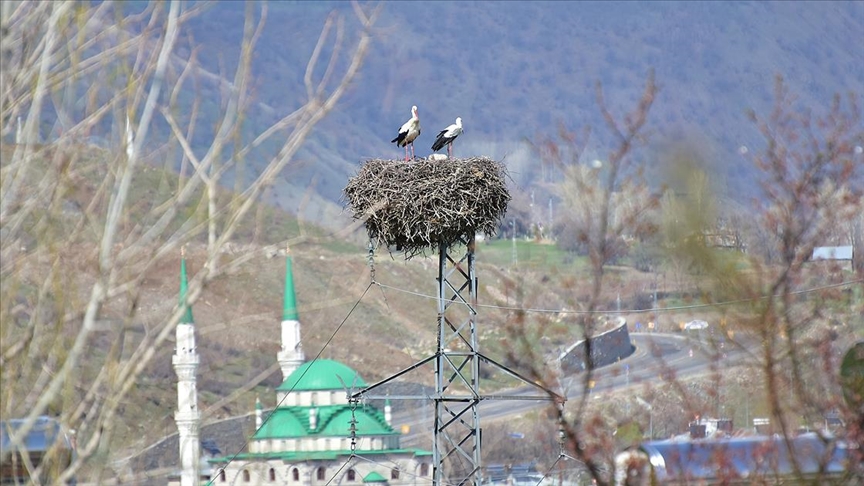 'Baharın müjdecisi' leylekler Bingöl'e renk kattı