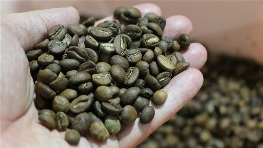 Científicos hallan en África occidental un tipo de café que no sería afectado por el cambio climático